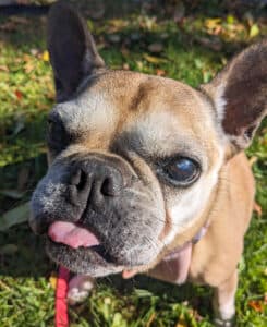 French bulldog on a leash in Toronto
