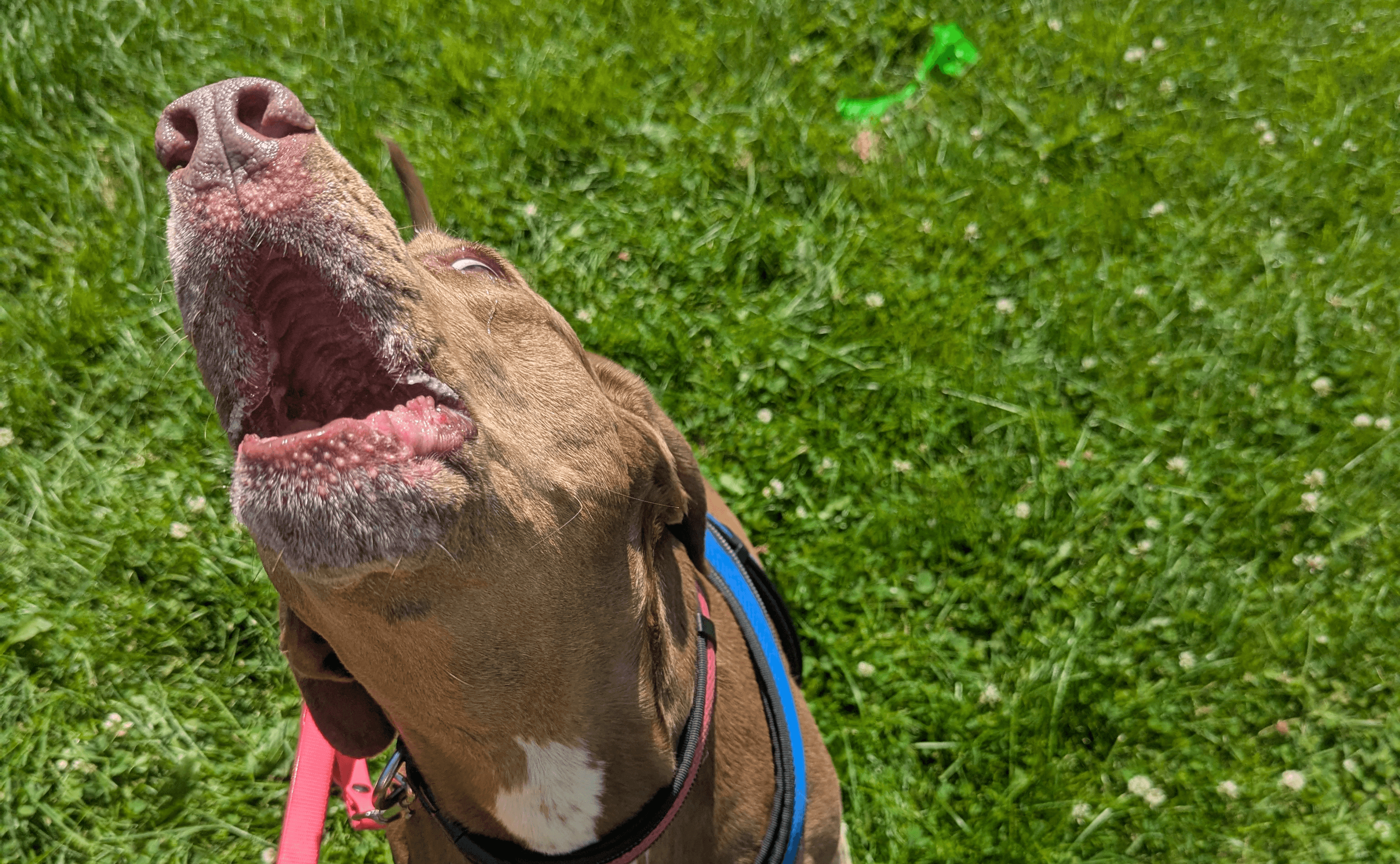Happy dog on a walk in Toronto