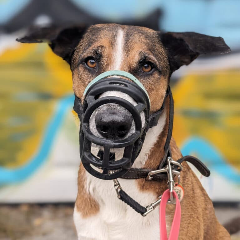 Dog on a private walk in Toronto