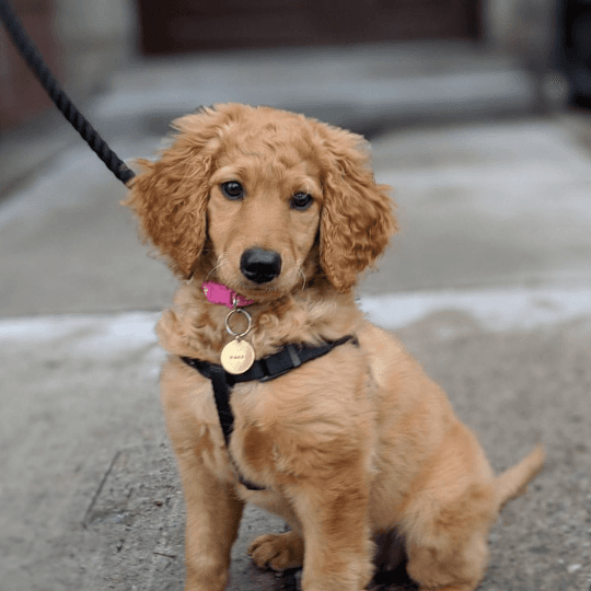 Puppy care visit in West Toronto