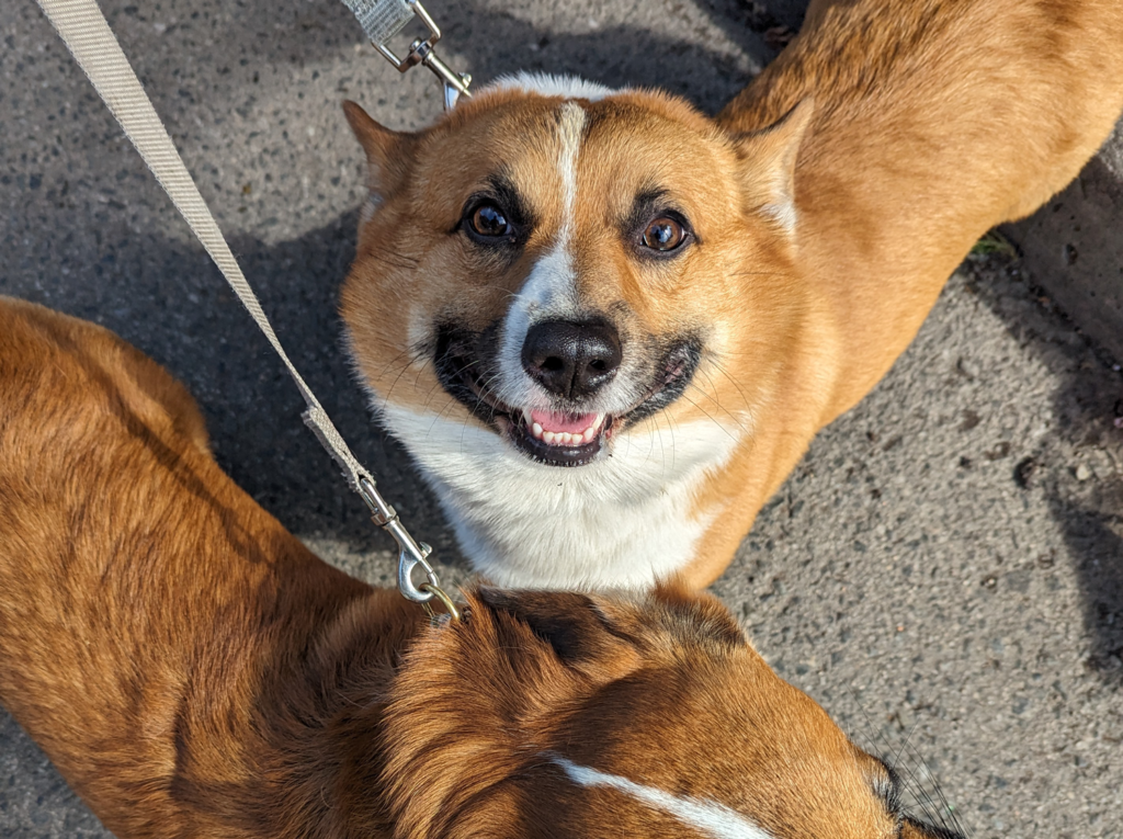 We service the goodest furry boys & girls of Bloor-West, Toronto. Offering safe, reliable, Roncesvalles dog walking services.