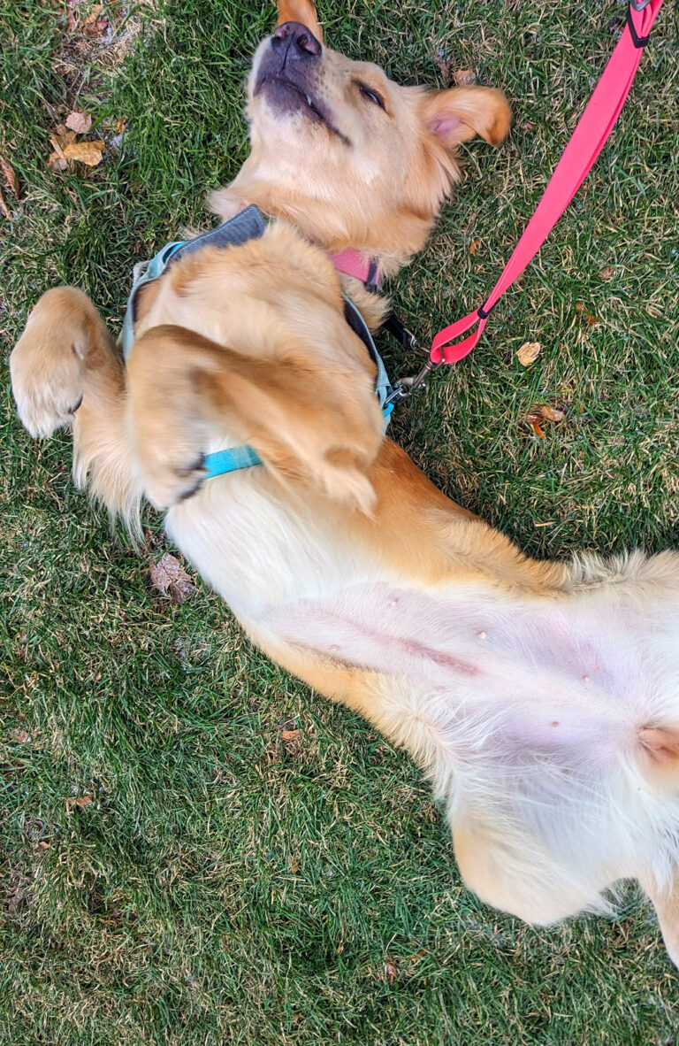 Book a FREE walk with WalkDogs.ca