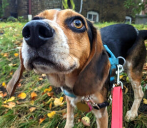 Beagle walking through Roncesvalles at Sorauren park
