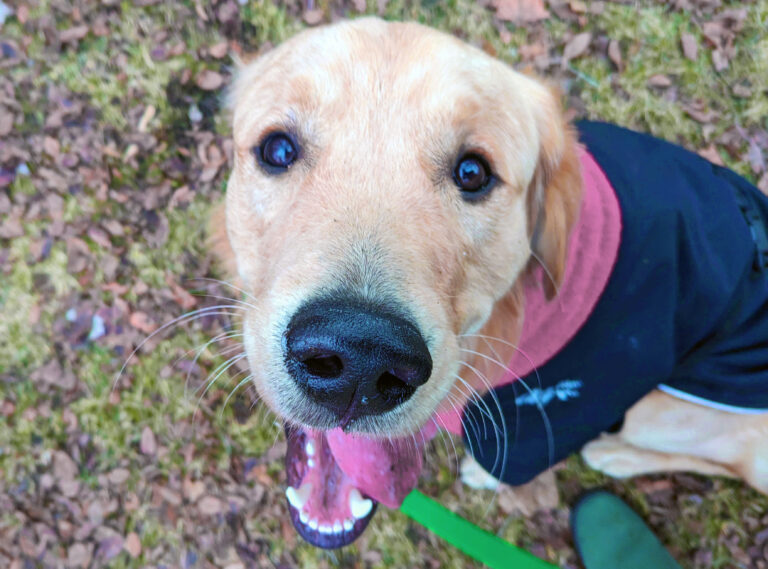 West Toronto Dog Walkers WalkDogs.ca