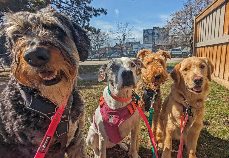 WalkDogs.ca - Healthy dogs with the best West Toronto Dog Walkers