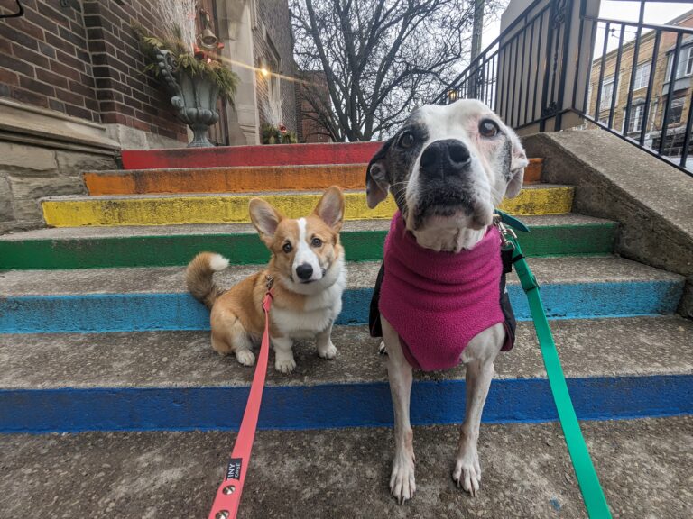 Thanks For Trusting WalkDogs.ca